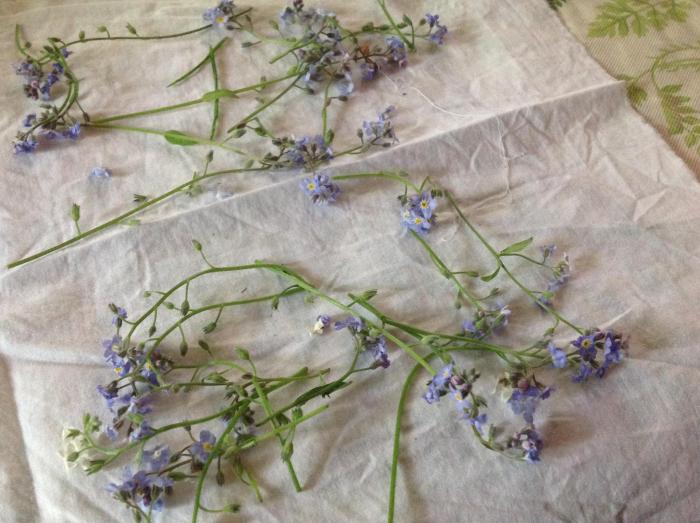 Forget-me-nots on cotton