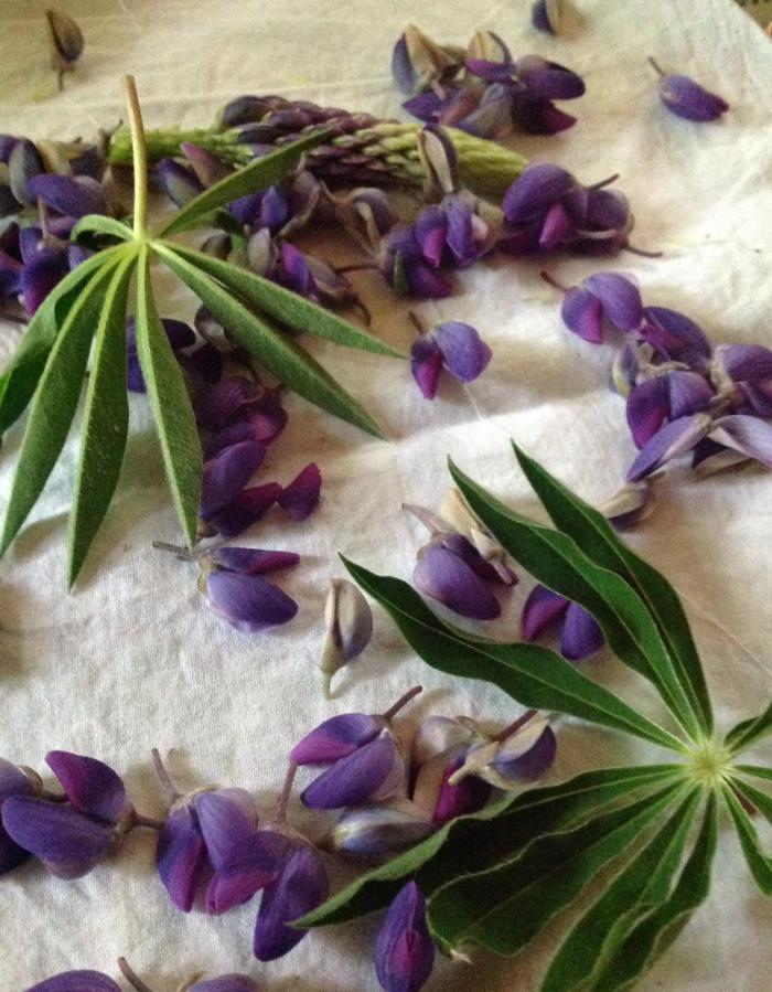 Lupin petals and leaves on cotton