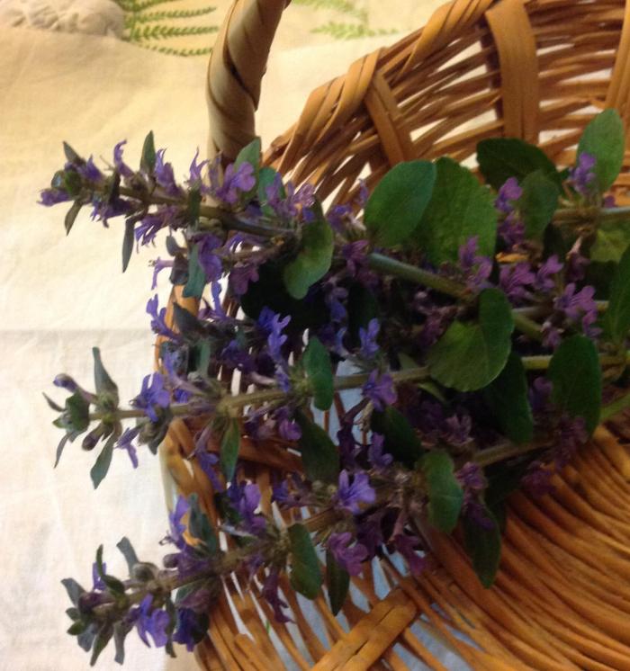 basket of Bugleweed