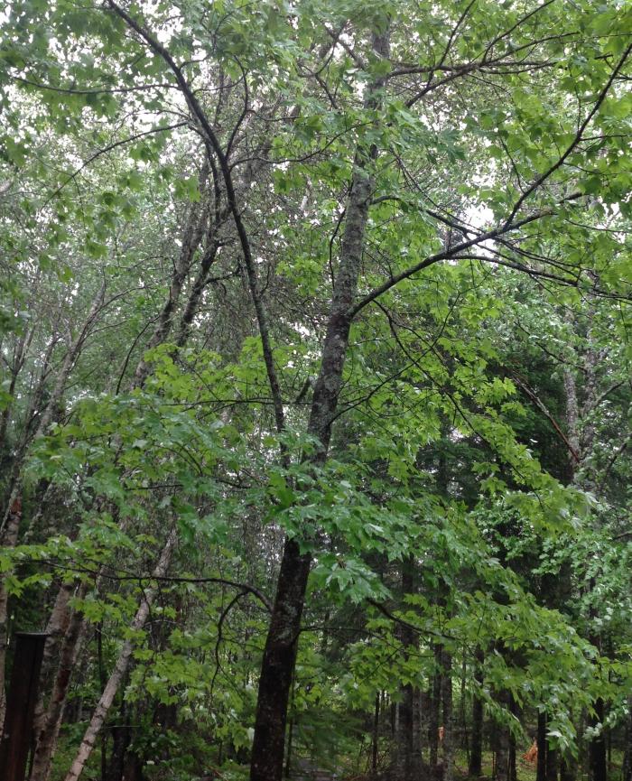 trees in hurricane rain