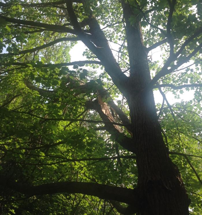 a crack in the branch of our maple