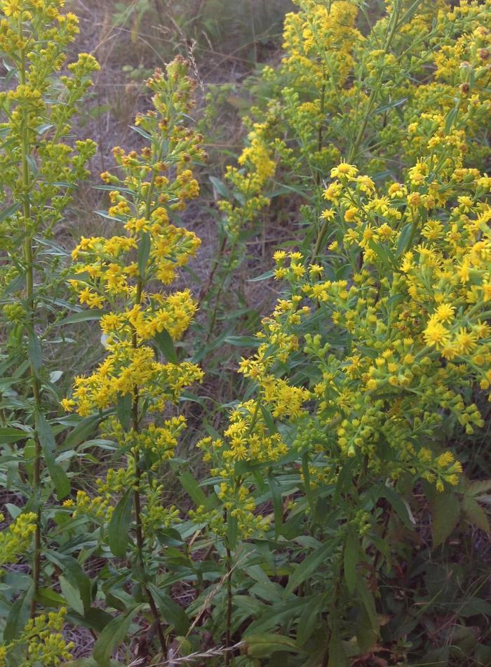 a glory of Solidago