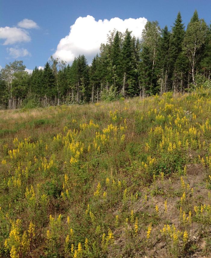 Goldenrod along the new highway