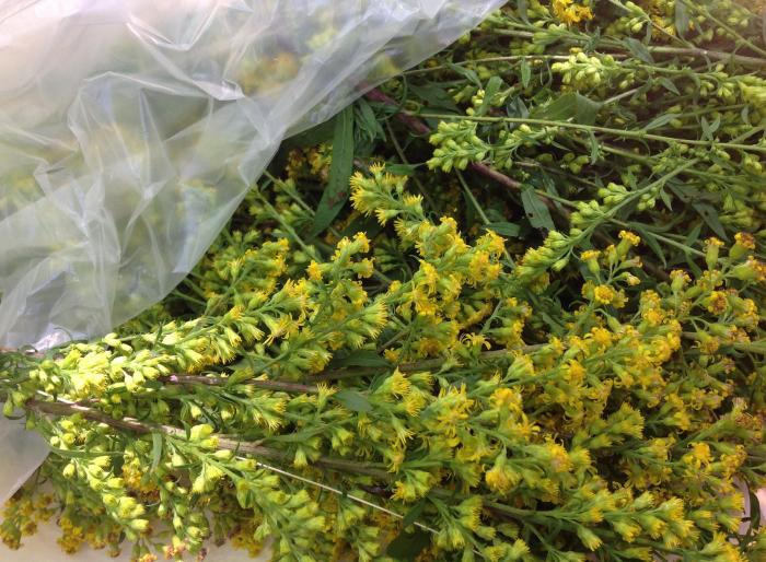 a bag of Goldenrod took no time at all to collect