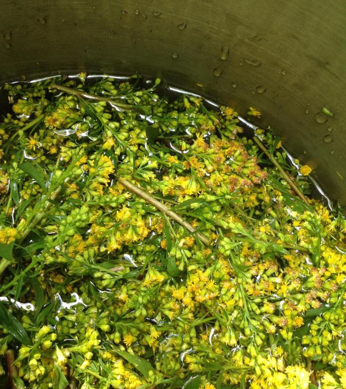 Goldenrod added to the dyepot
