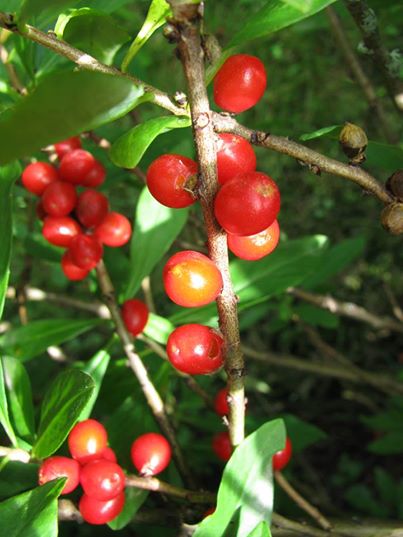 red berries on the bush (photo by L. Cogswell)