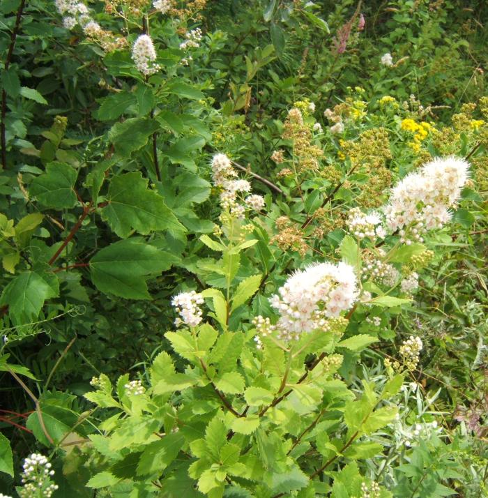 Meadowsweet