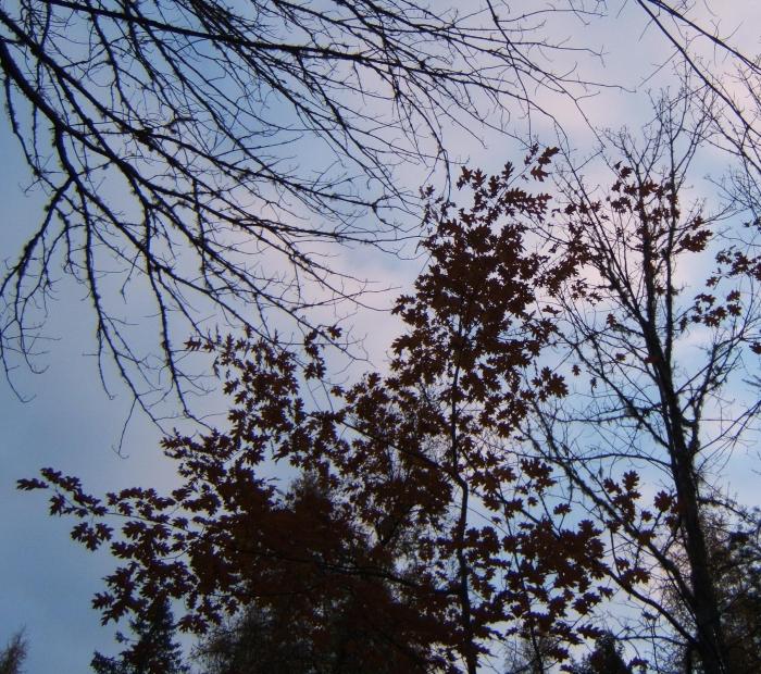 DSCF3970_crop