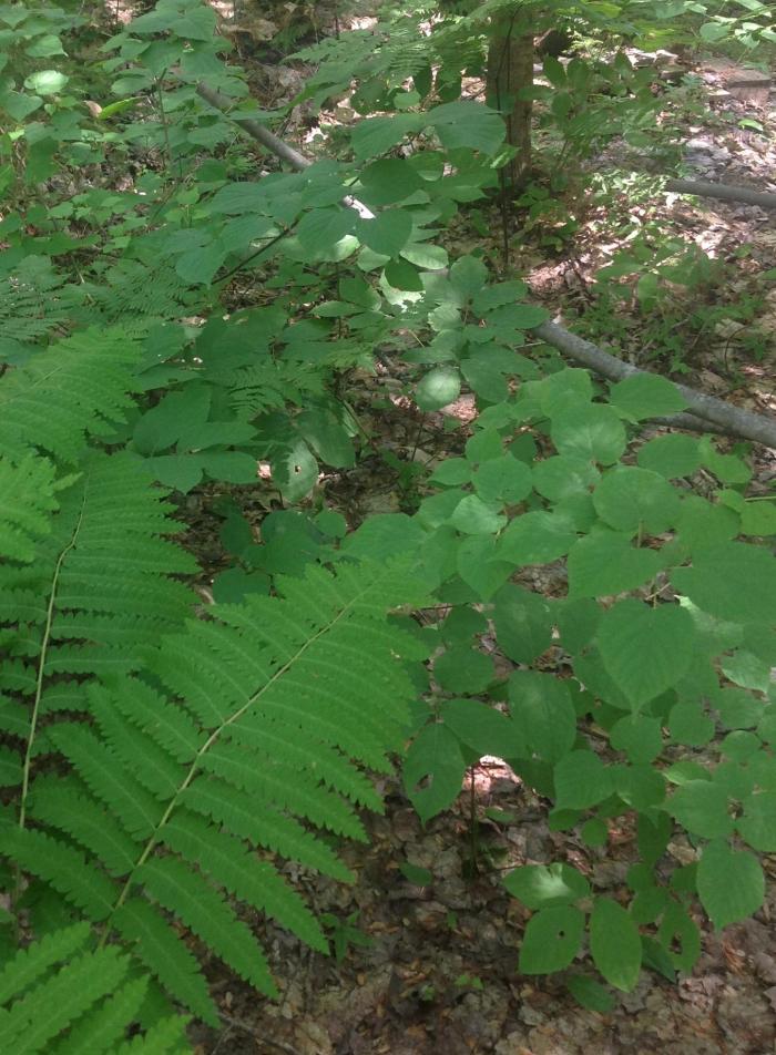 2015 GARDEN 011_crop