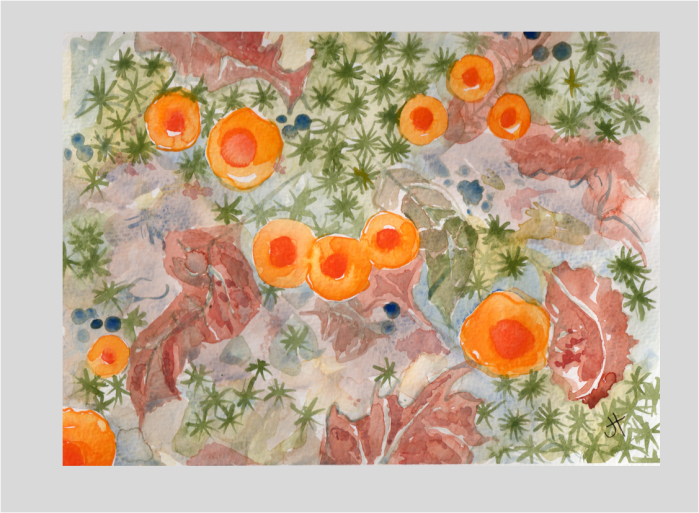 November 5, 2015 'woodland floor' Jane Tims