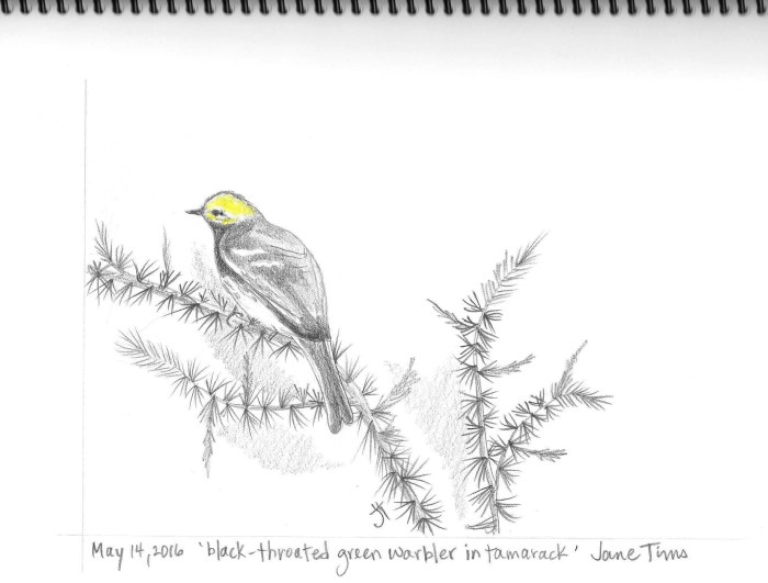 May 14, 2016 'black-throated green warbler in tamarack' Jane Tims
