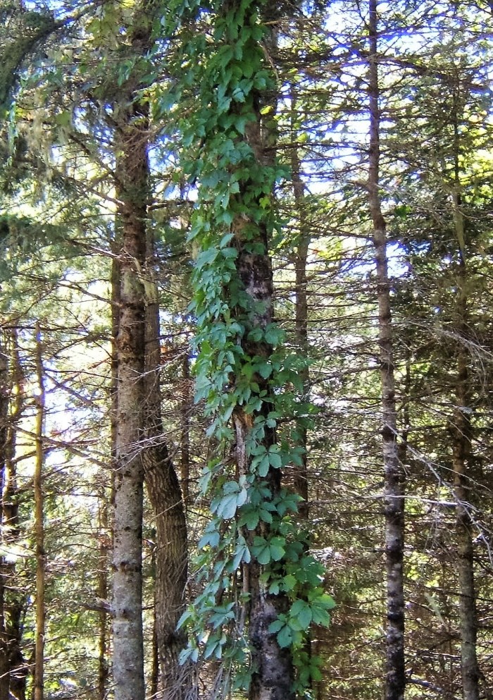 virginia-creeper-whites-mountain-2