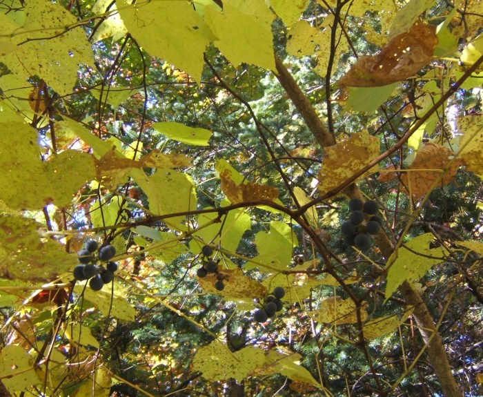 my grapes, wandering about in the birch tree