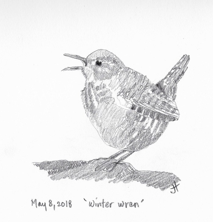'winter wren'.jpg