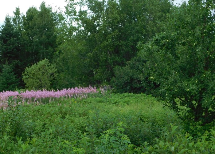 DSCN0503 apple tree.jpg