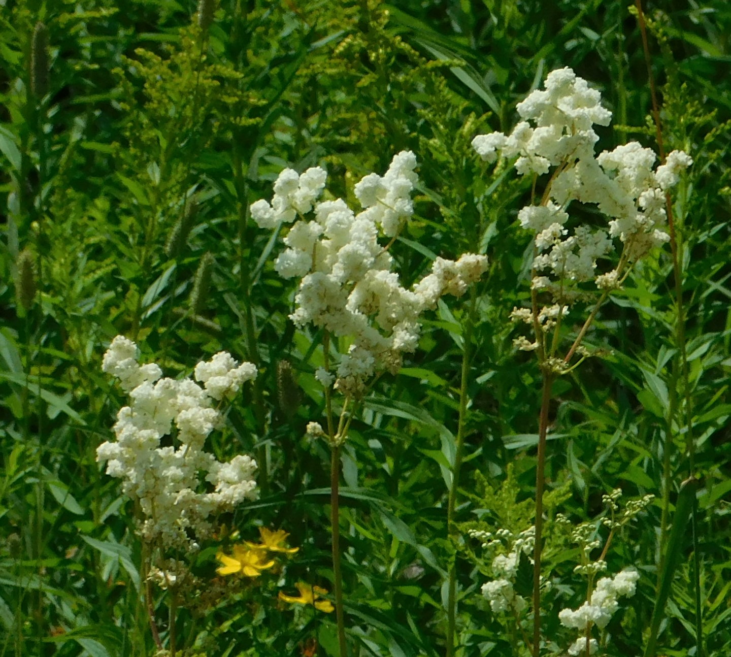 DSCN0624 flowers.jpg