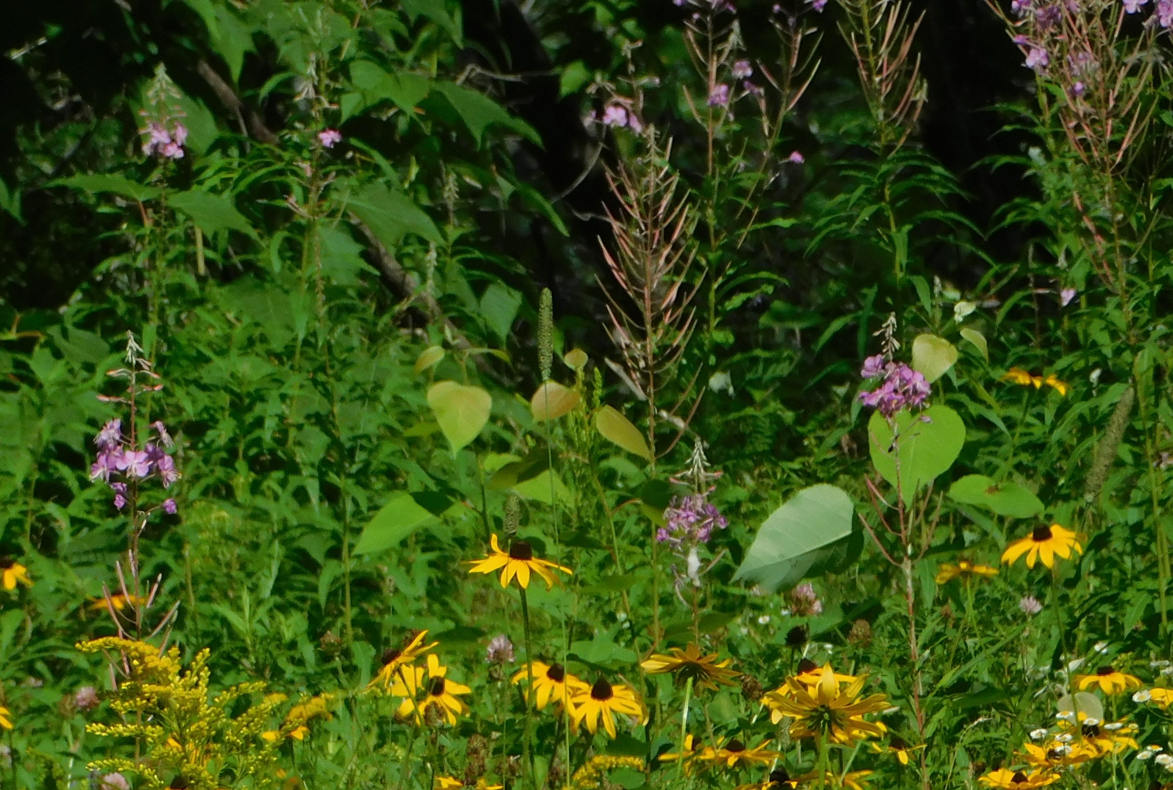 DSCN0690 fireweed pods.jpg
