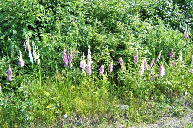 foxglove Williamsburg.jpg