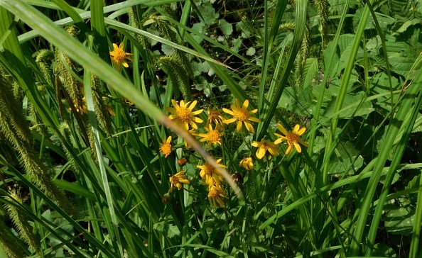 Senecio flowers
