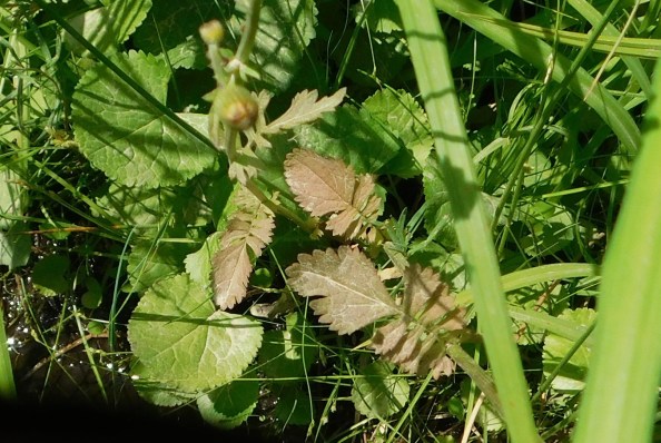 Senecio leaf shapes