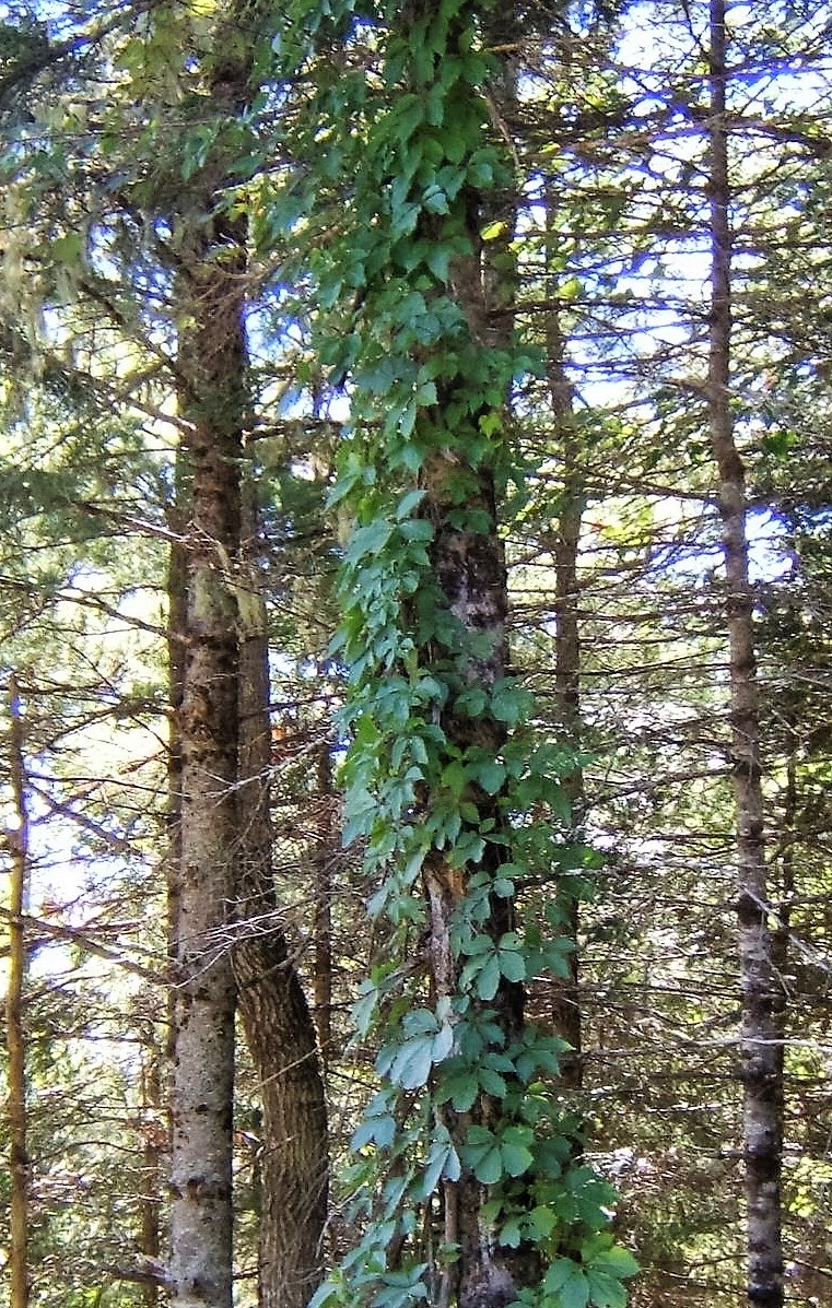 Virginia Creeper Whites Mountain 2 (2016_12_30 00_28_35 UTC).jpg