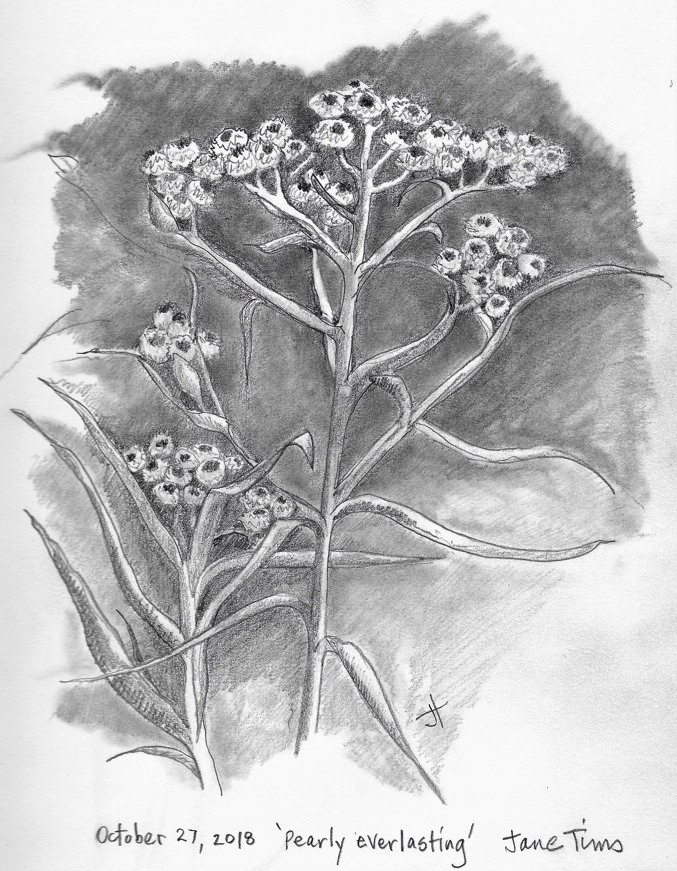 H. 'Pearly everlasting' October 27 2018 Jane Tims