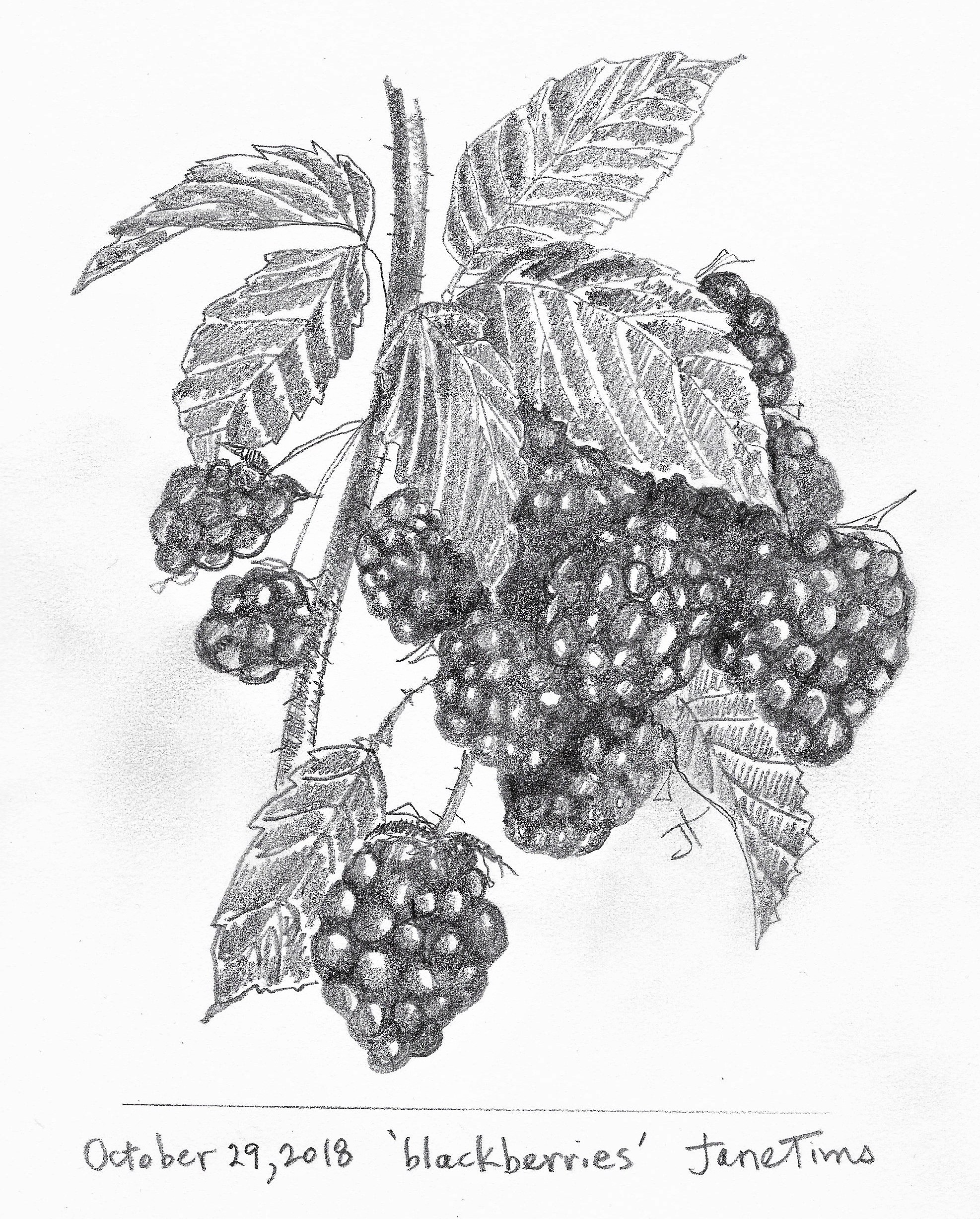 R. 'blackberries' October 29 2018 Jane TimsScan_20181029