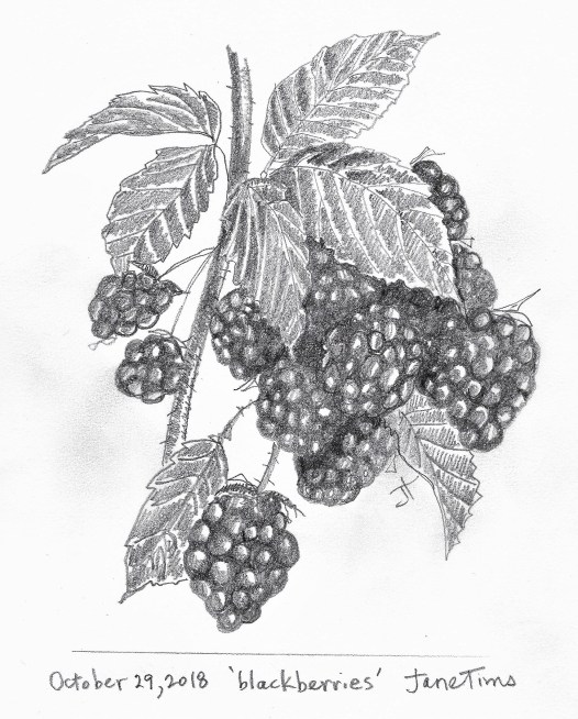 R. 'blackberries' October 29 2018 Jane TimsScan_20181029