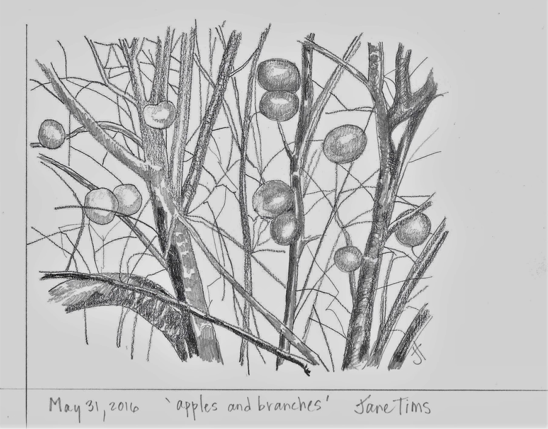 T. 'apples and branches' May 31 2016 Jane Tims