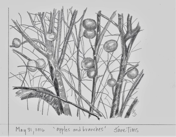 T. 'apples and branches' May 31 2016 Jane Tims