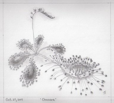 drosera cropped paperback