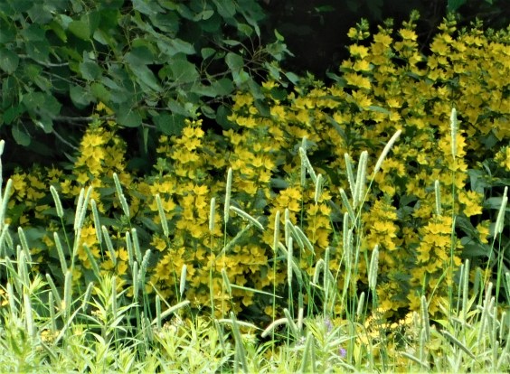 10 green road lysimachia close-up