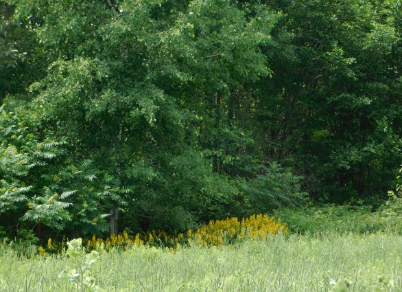 16 green road lysimachi distance shot