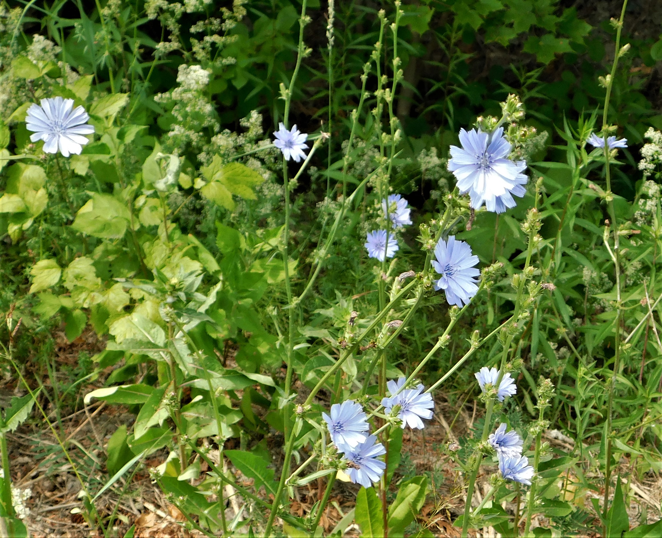 25 cropped chickory
