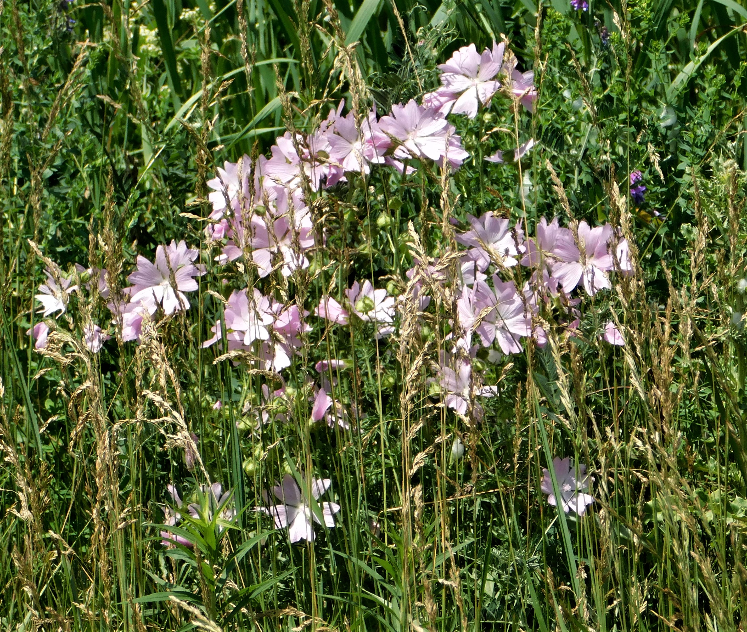 2B mallow Digan road