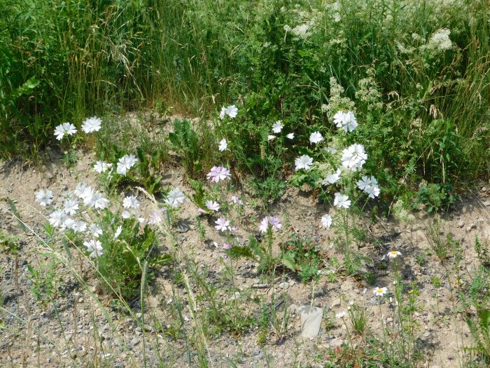3 white mallow Dugan road