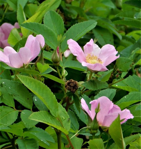 34 Olinville road pink roses crop