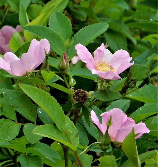 34 Olinville road pink roses crop