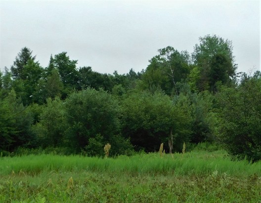 37 rhubarb Dorn Sett