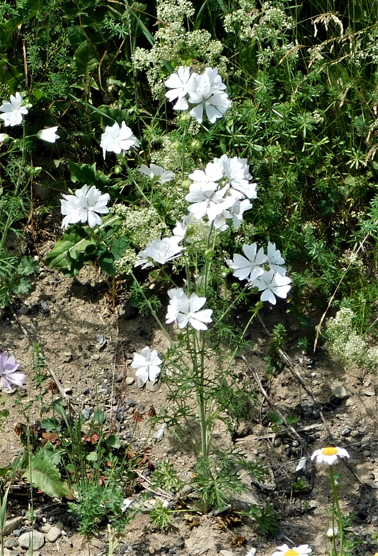 3B closeup of white mallow Dugan road
