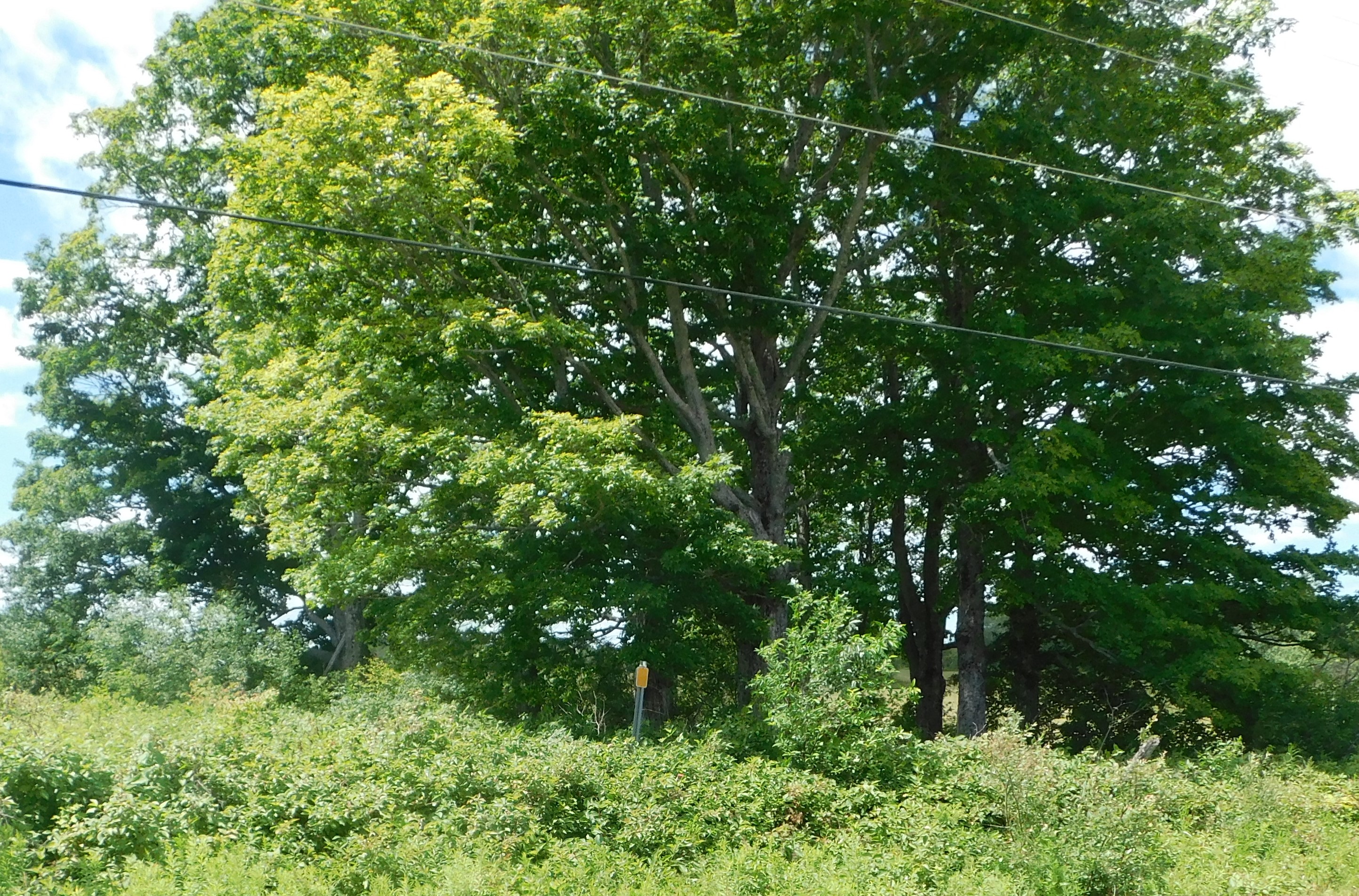 4 Lindsay abandoned lot