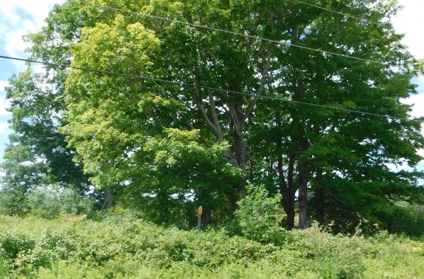 4 Lindsay abandoned lot