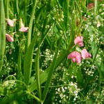 43 simcox Road everlasting&nbsp;pea
