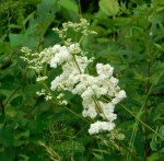 50 fiflipedudla cheyne&nbsp;settlements