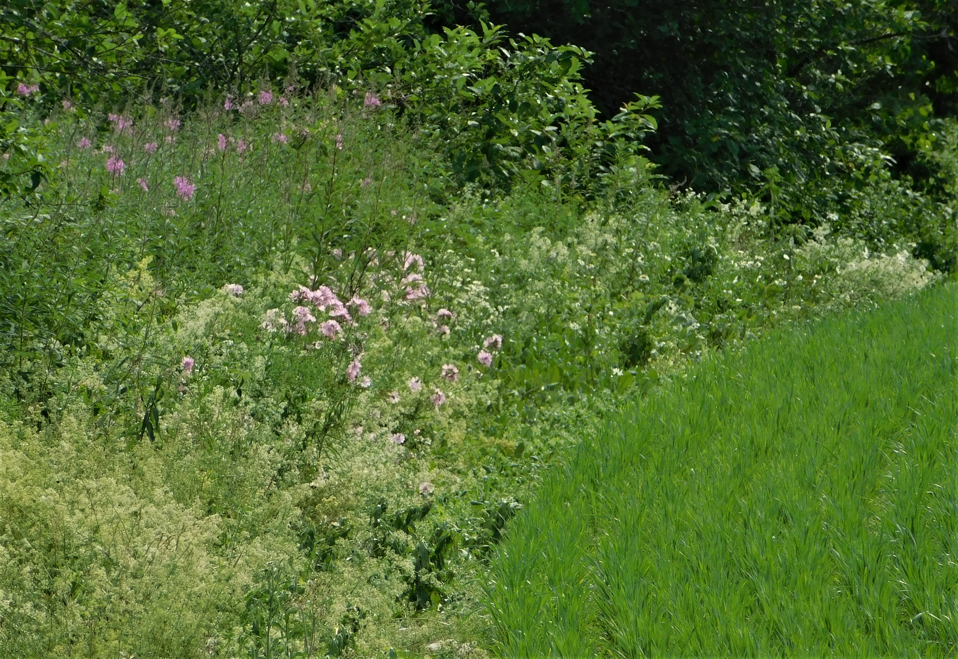 60B mallow edge of field BlowdownDSCN1223