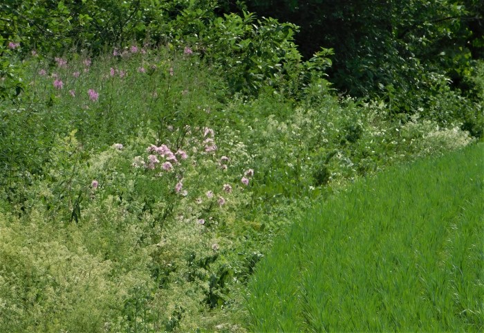 60B mallow edge of field BlowdownDSCN1223