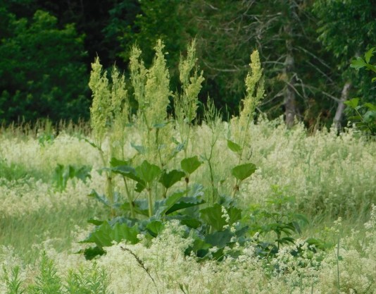 63 rhubard Dugan Road cropped