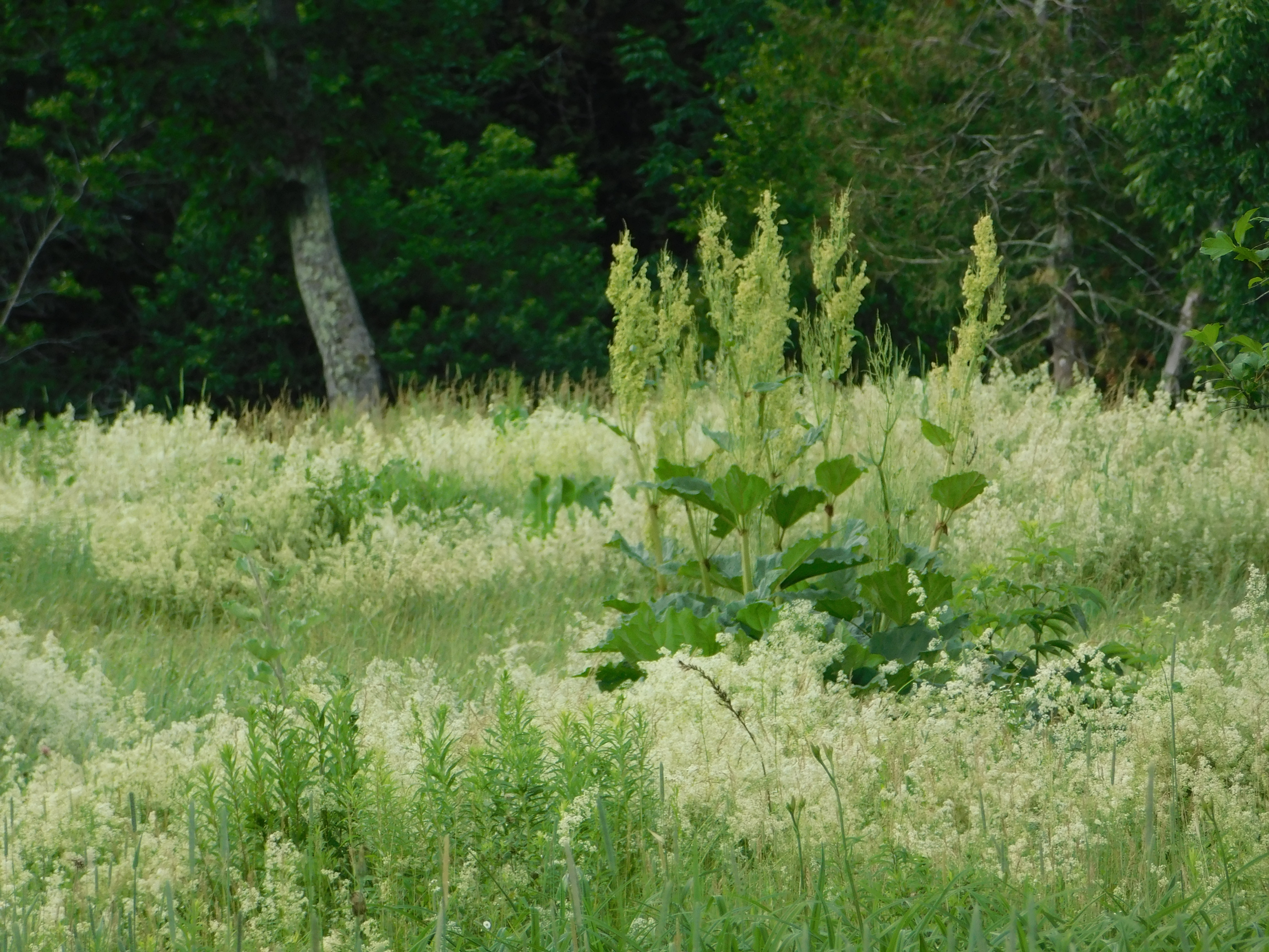 63 rhubard Dugan Road