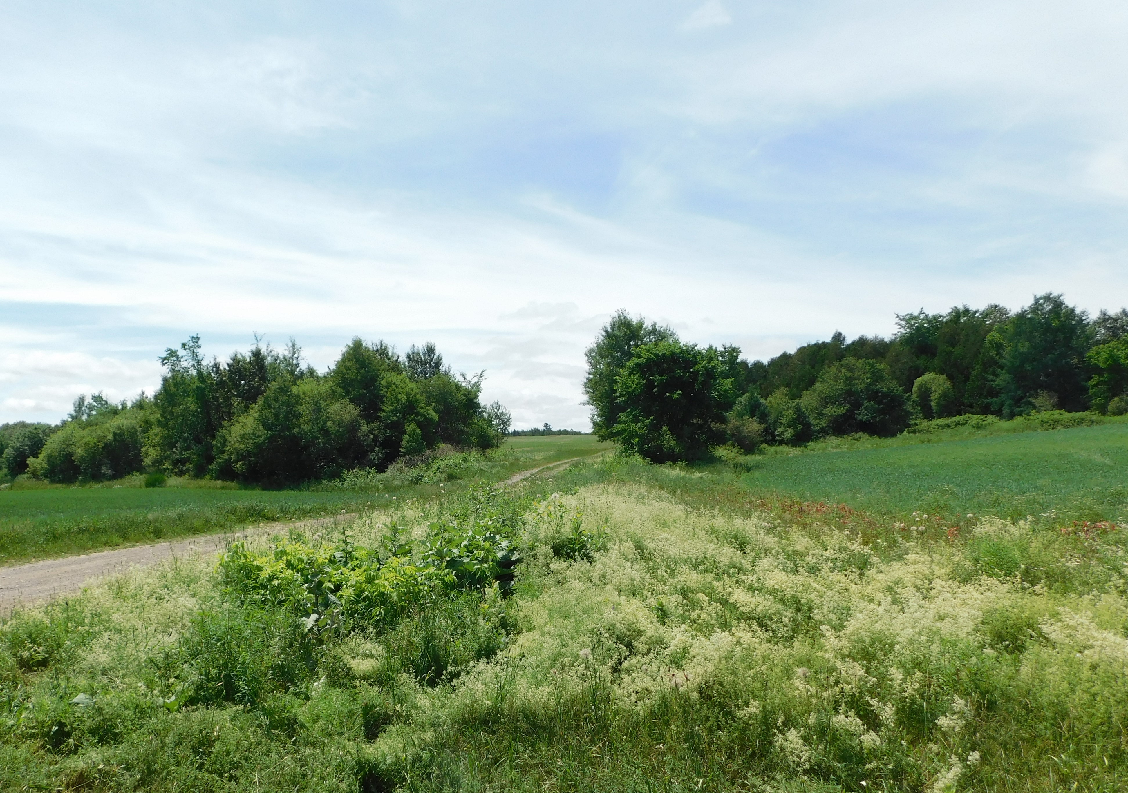 7 old homestead Debec area