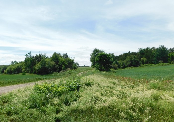 7 old homestead Debec area